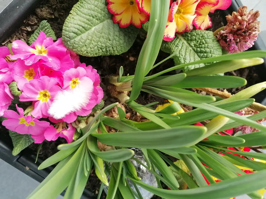 Condolence image of 🌹🕊️🌹