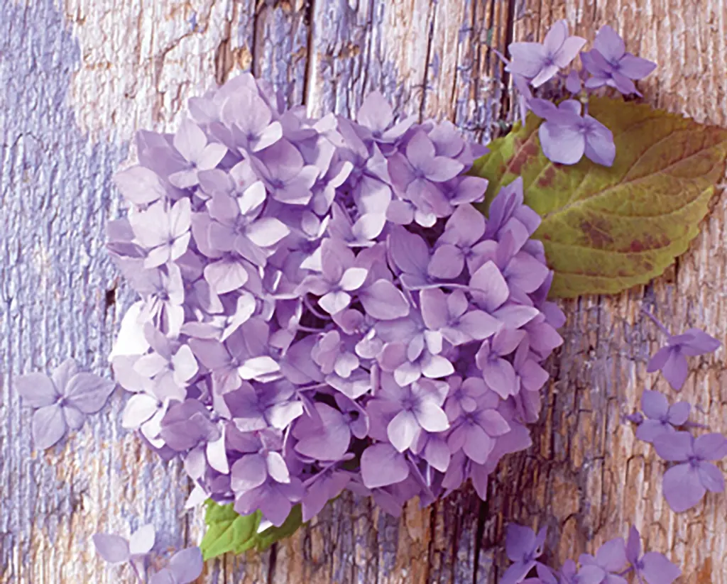 Condolence image of Petra mit Motte 🌸