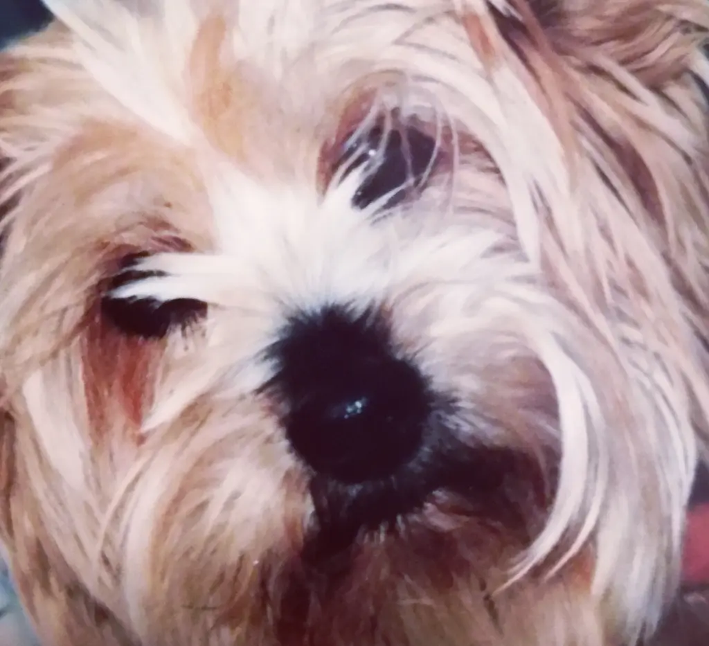 Condolence image of 🌹 Danke🌹 das ihr♡ an mich♡  gedacht habt 🌹