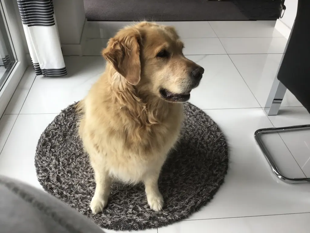 Condolence image of Angelika mit Luna 💔⭐️