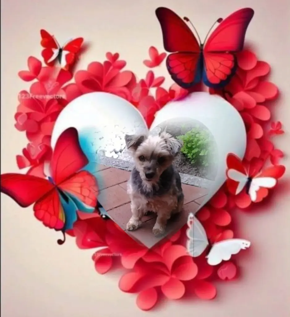 Condolence image of Buffy♥️ geliebt♥️ und unvergessen♥️