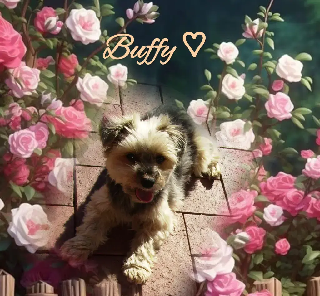 Condolence image of 🌹🕊️🌹