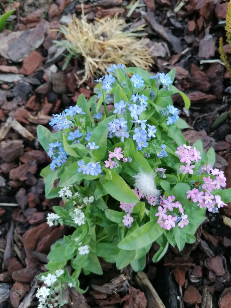 Condolence image of 🕊️