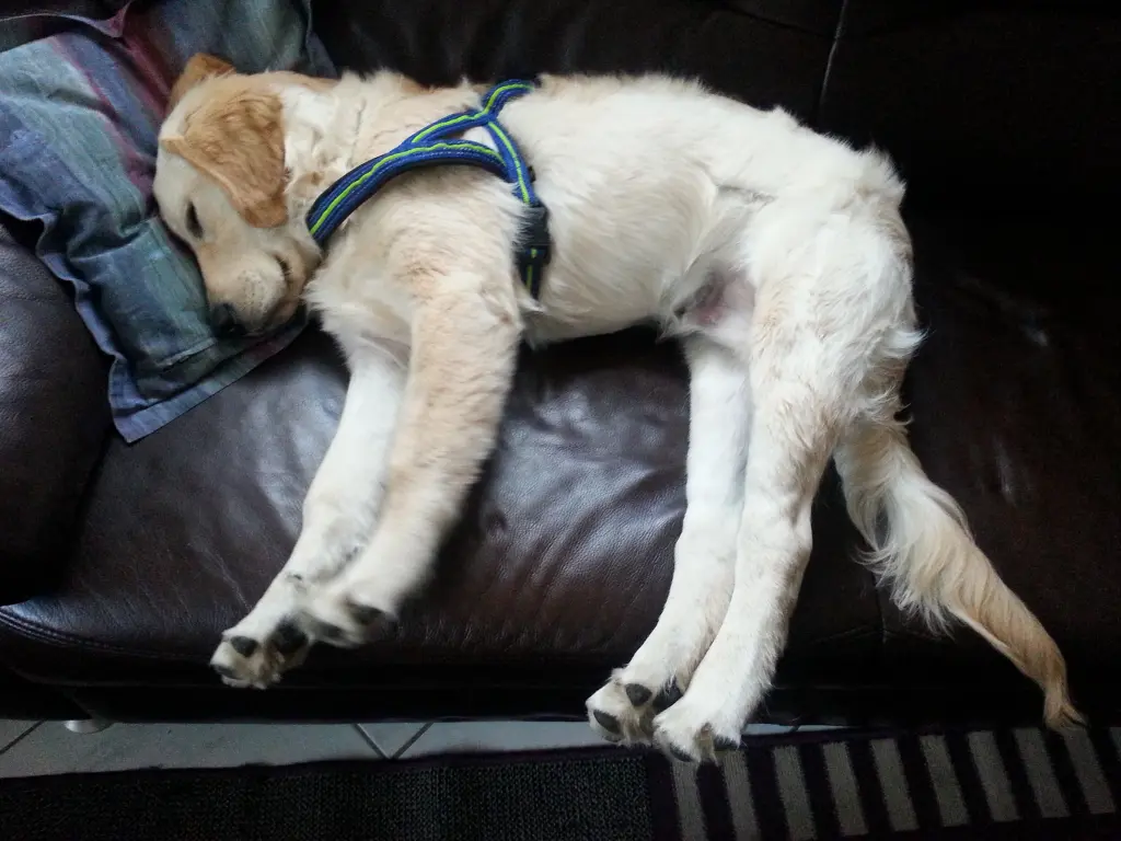 Condolence image of Peter & Christa mit Theo💞