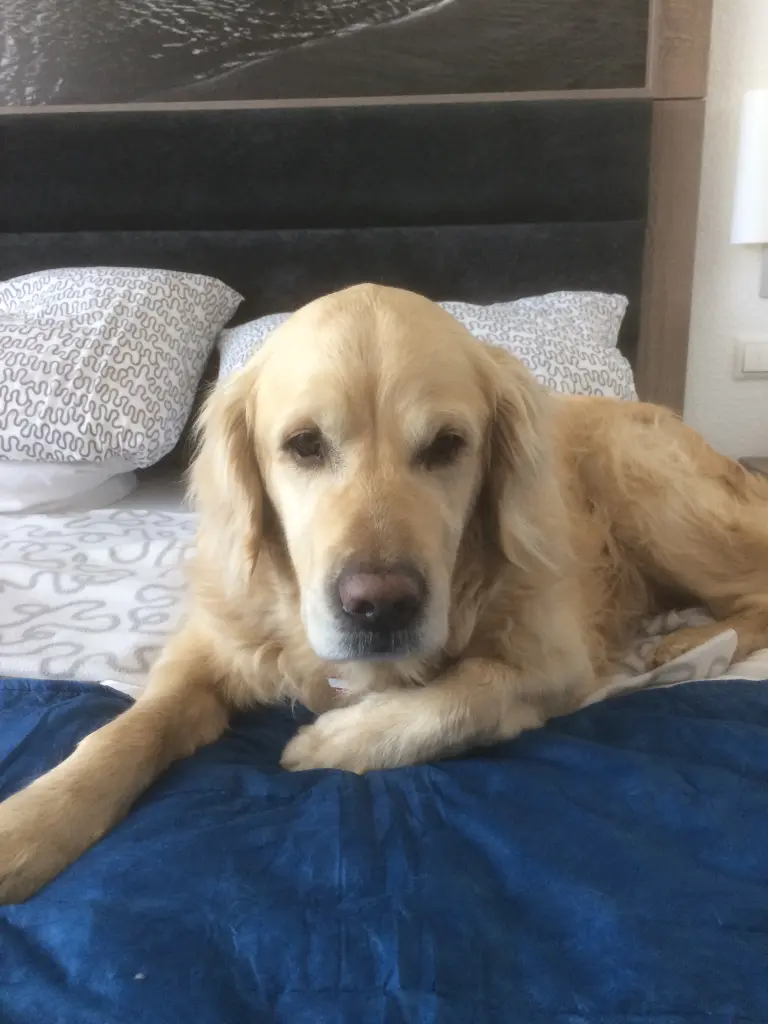 Condolence image of Piet ❤️❤️, Freddi ❤️❤️ und Andy ❤️❤️