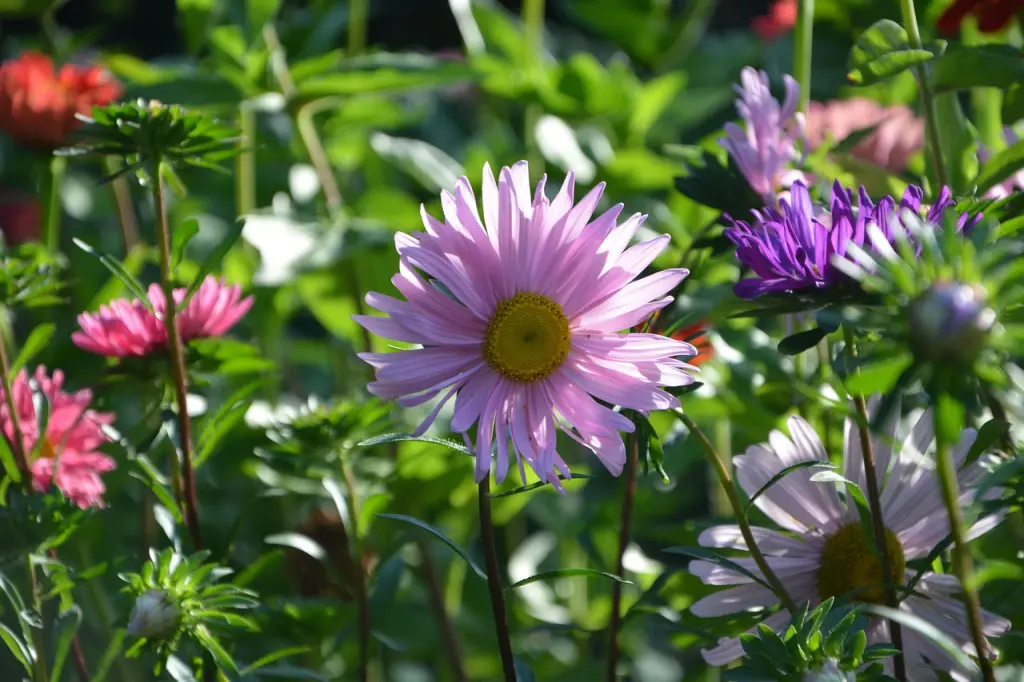 Condolence image of Petra mit Motte 🌸