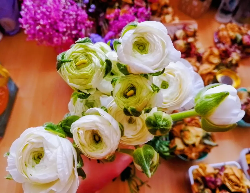 Condolence image of Euer treuer Freund Snupik mit Aliya im Herzen ❤️
