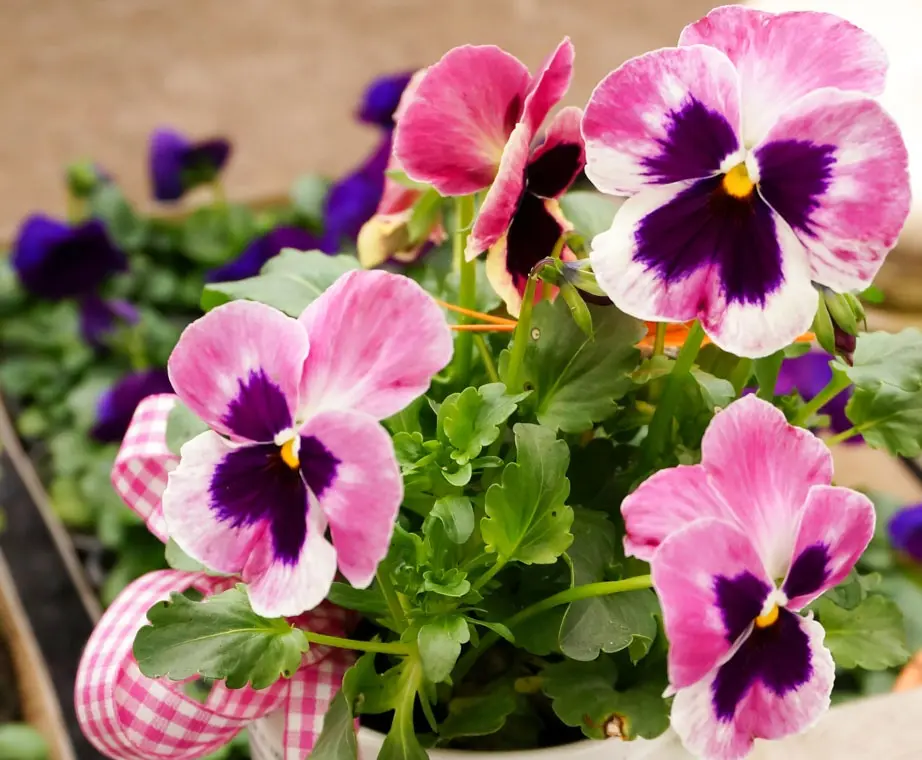 Condolence image of Dem Auge so fern, dem Herzen ewig nah