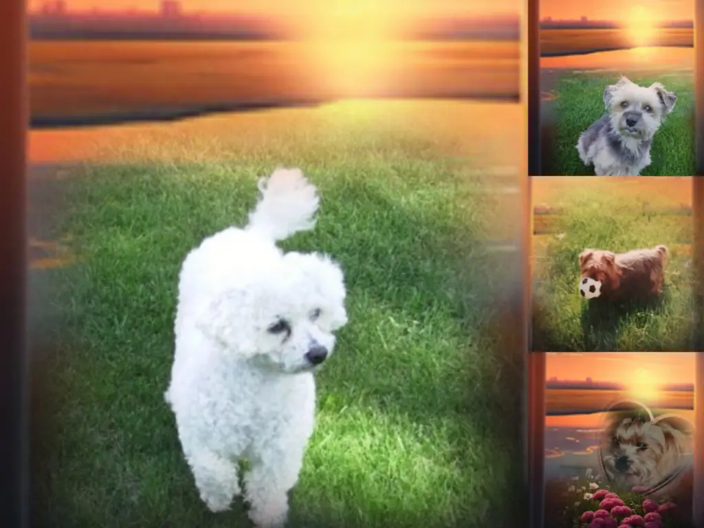 Condolence image of ♡ ♡ 🕊️♡ ♡