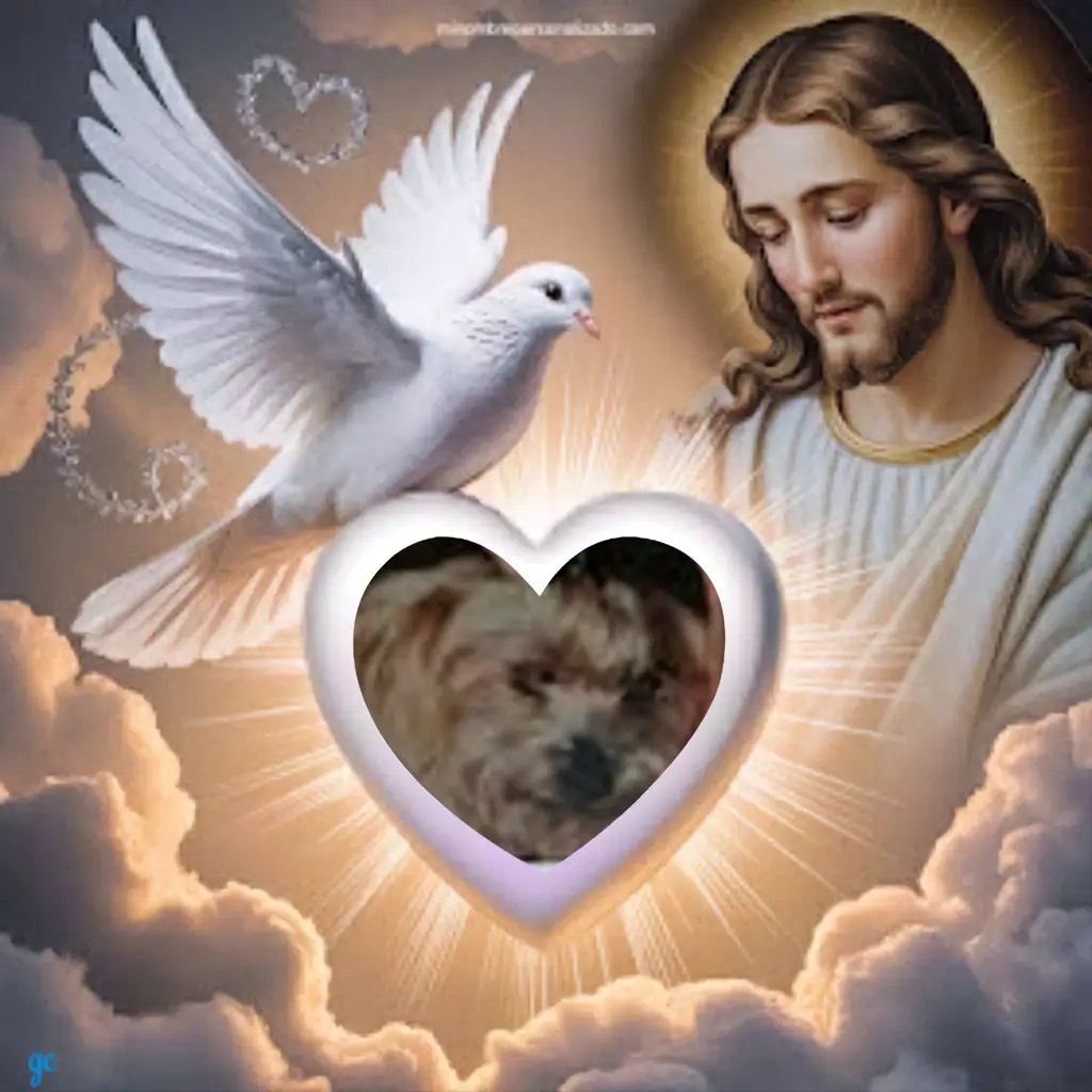 Condolence image of Fur Liebste❤️❤️❤️Mickylein❤️🐕⭐️🙏🙏🙏🌹🌹🌹🫶🫶🫶