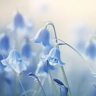 Condolence image of 🥀