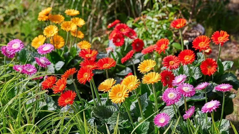 Condolence image of Petra mit Motte 🌸