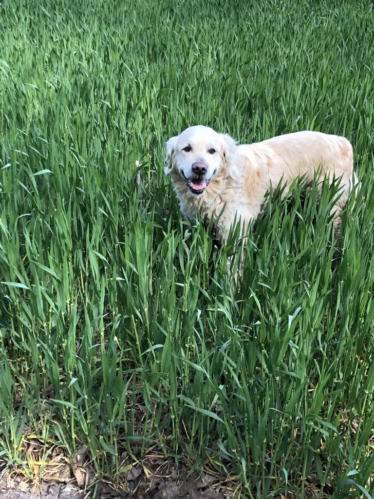 Condolence image of für Snowy ❤️❤️