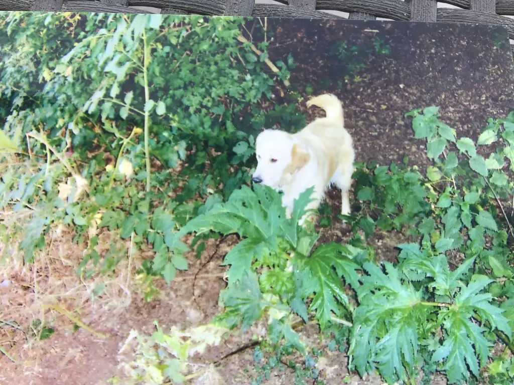 Condolence image of Angelika mit Luna 💔⭐️