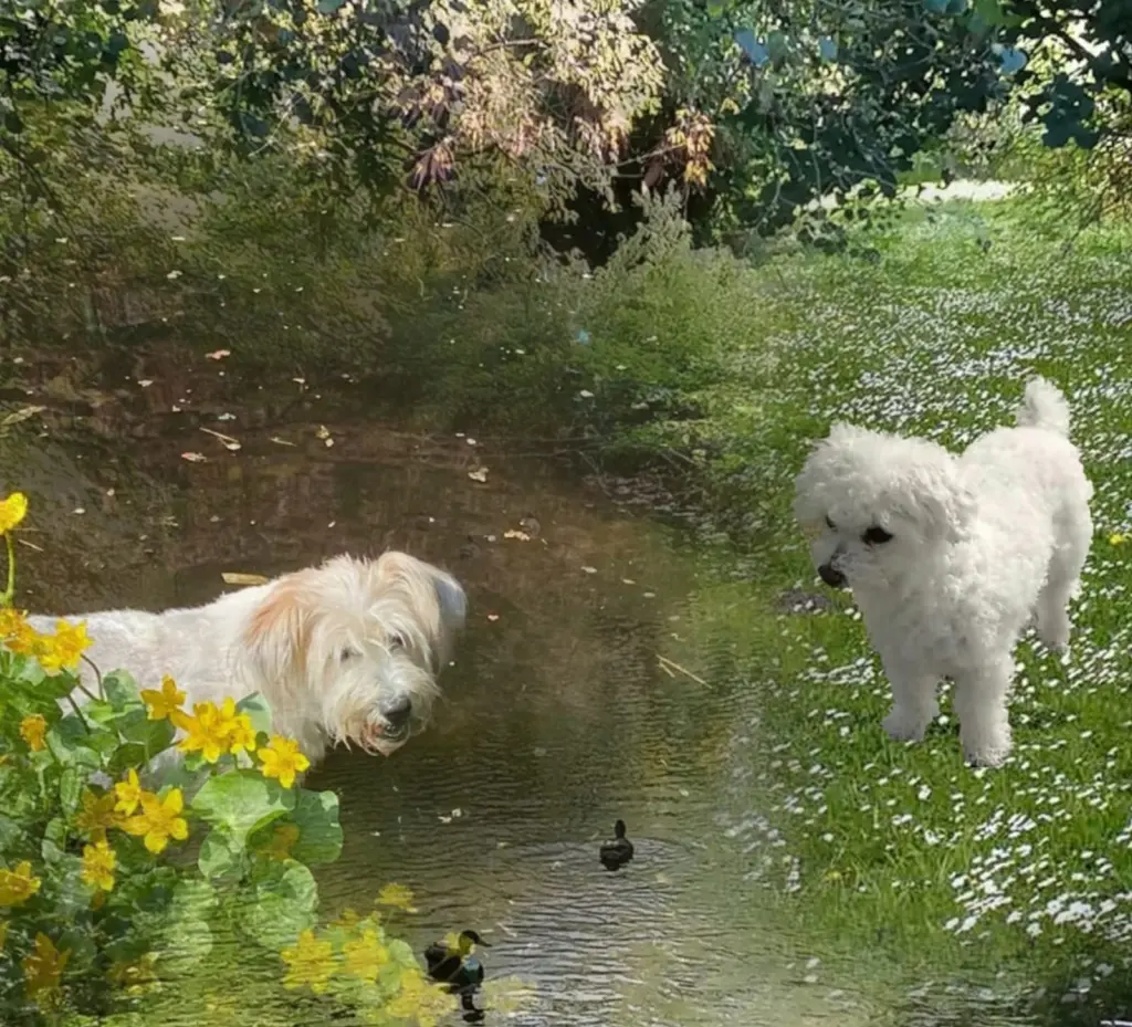 Condolence image of Danke 💖