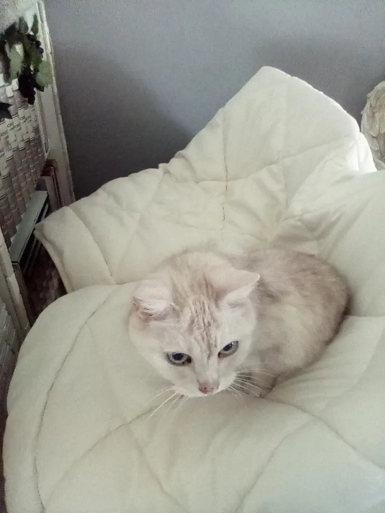 Condolence image of Danke von Priscilla❤