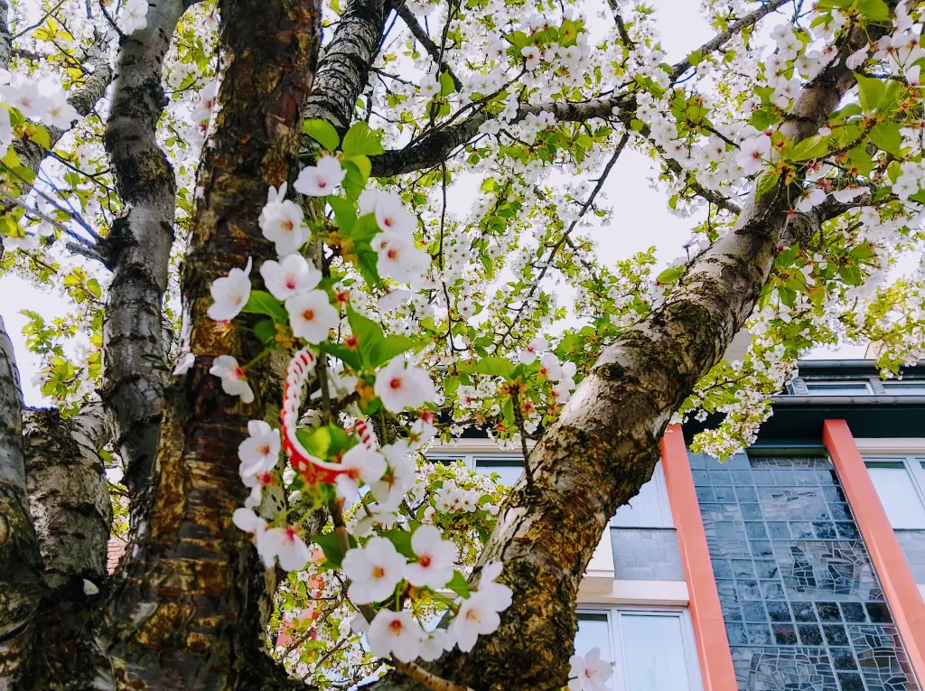 Condolence image of Dein treuer Freund Snupik ❤️