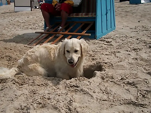 Condolence image of für Snowy ❤️