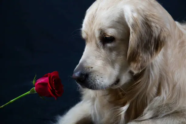 Condolence image of Peter