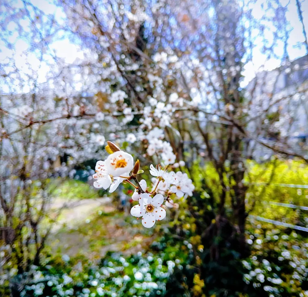 Condolence image of Euer treuer Freund Snupik mit Aliya im Herzen ❤️