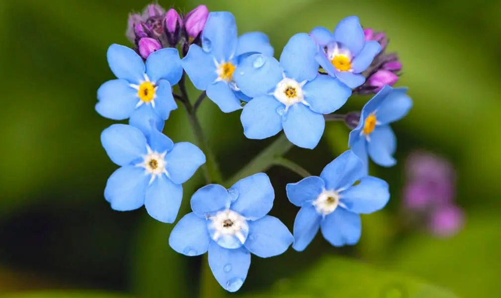 Condolence image of Iris mit Eliot und Linus im ♥