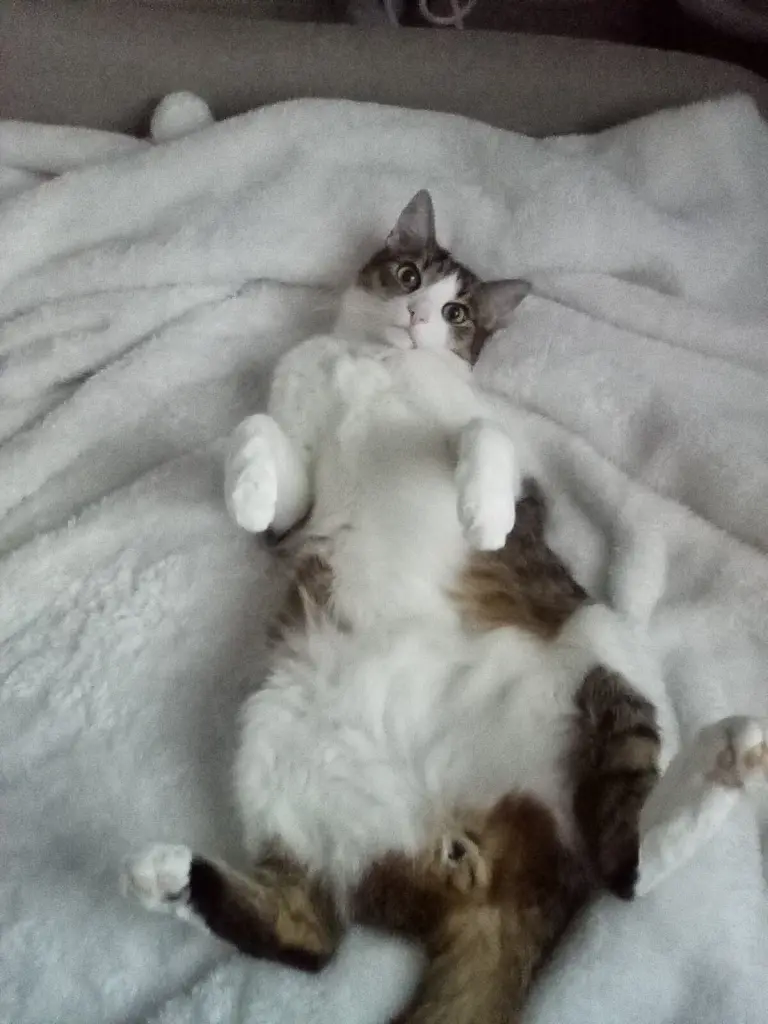 Condolence image of Beate mit Elvis im Herzen❤