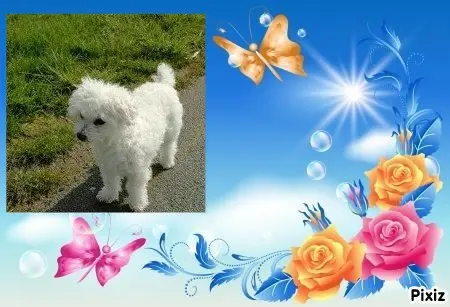 Condolence image of Tanja mit Timmy im 💖🐈🐾