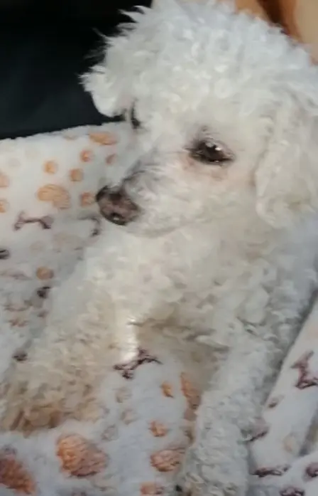 Condolence image of Für unsere treue Zaubermaus Snowy♡dem Herzen♡ewig nah 🌹