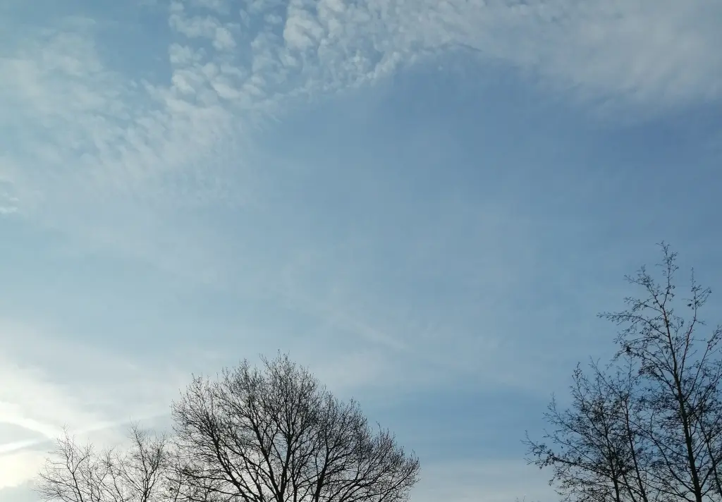 Condolence image of 🥀