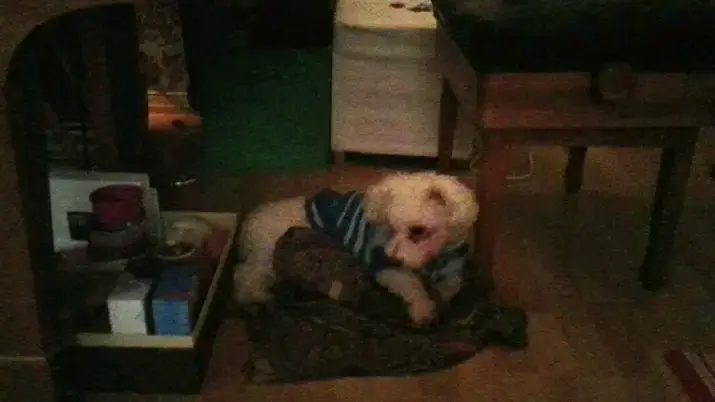 Condolence image of Dein treuer Freund Snupik mit Aliya im Herzen ❤️