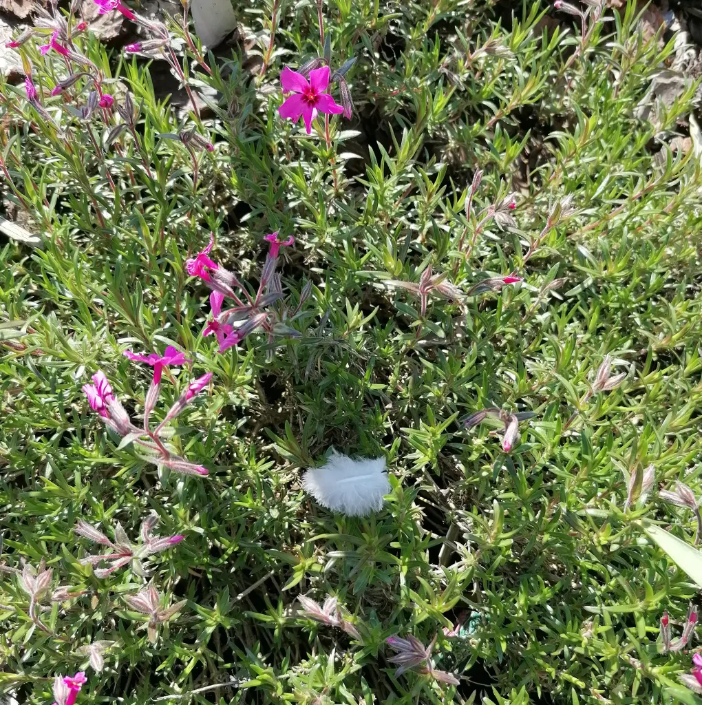 Condolence image of 🕊️🌿