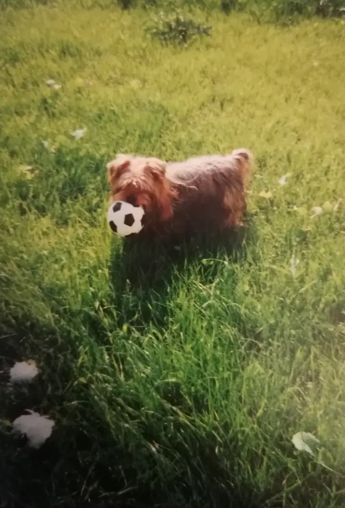 Condolence image of Für unser♡treues♡Schnuckelchen🌹♡Micky♡🌹