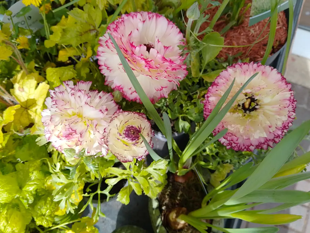 Condolence image of Dein treuer Freund Snupik mit Aliya im Herzen ❤️