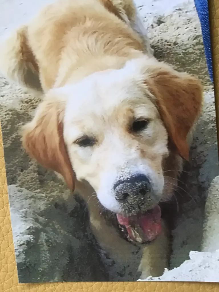 Condolence image of ❤️⭐️ Snowy ⭐️❤️