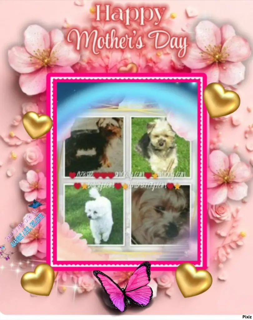 Condolence image of Tanja mit Timmy im 💖🐈🐾