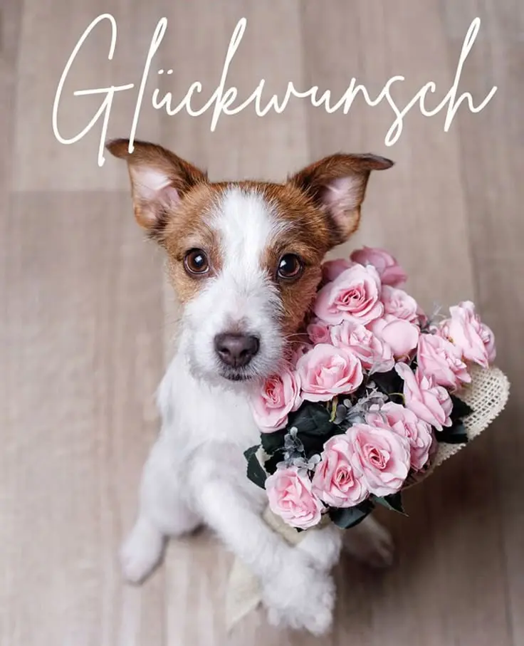 Condolence image of 🌹🌹Für Snowylein 🌹🌹