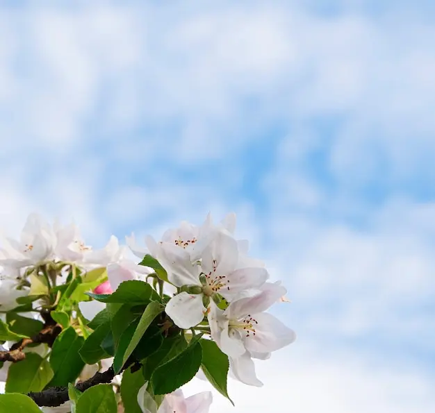 Condolence image of Für dich liebes Lockenköpfchen Snowy🌻
