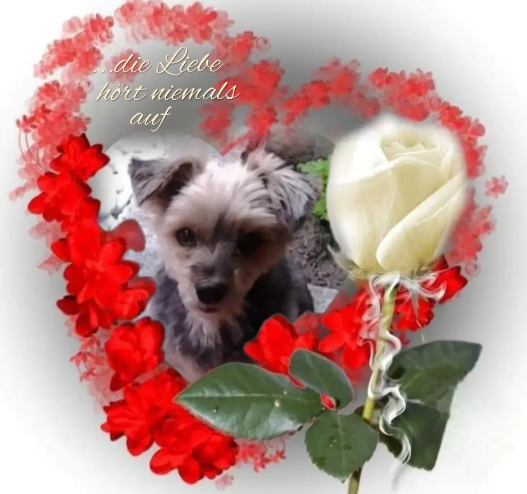 Condolence image of Buffy♥️ geliebt♥️ und unvergessen♥️