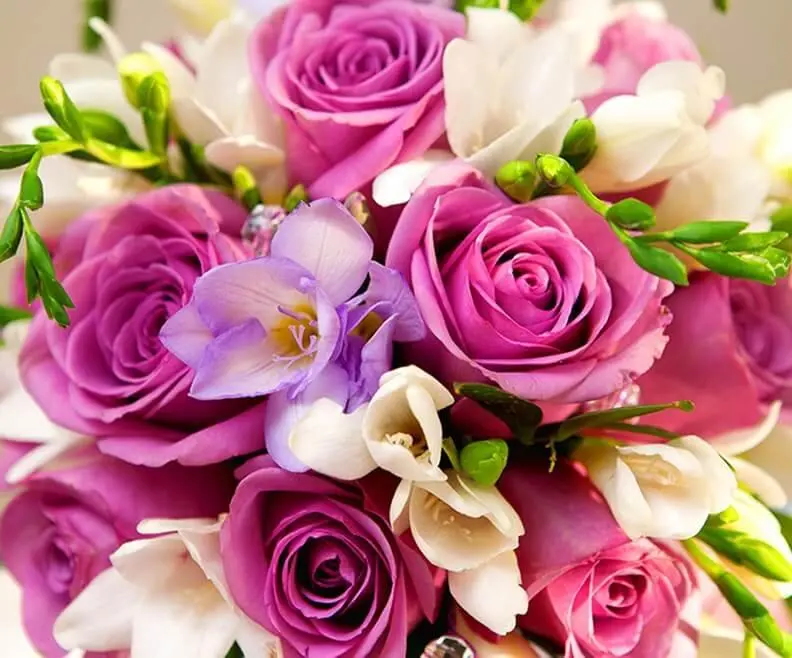 Condolence image of Amy🌸