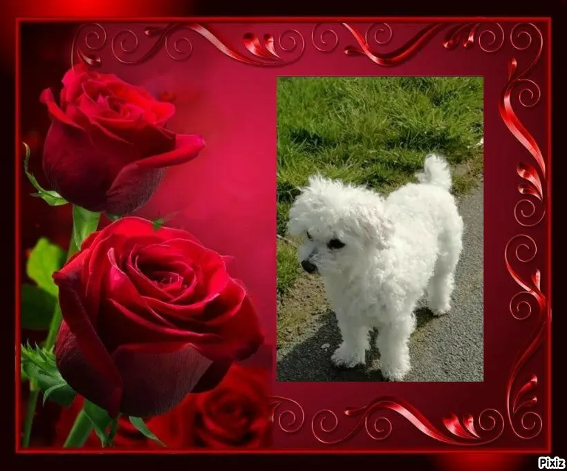 Condolence image of Tanja mit Timmy im 💖🐈🐾