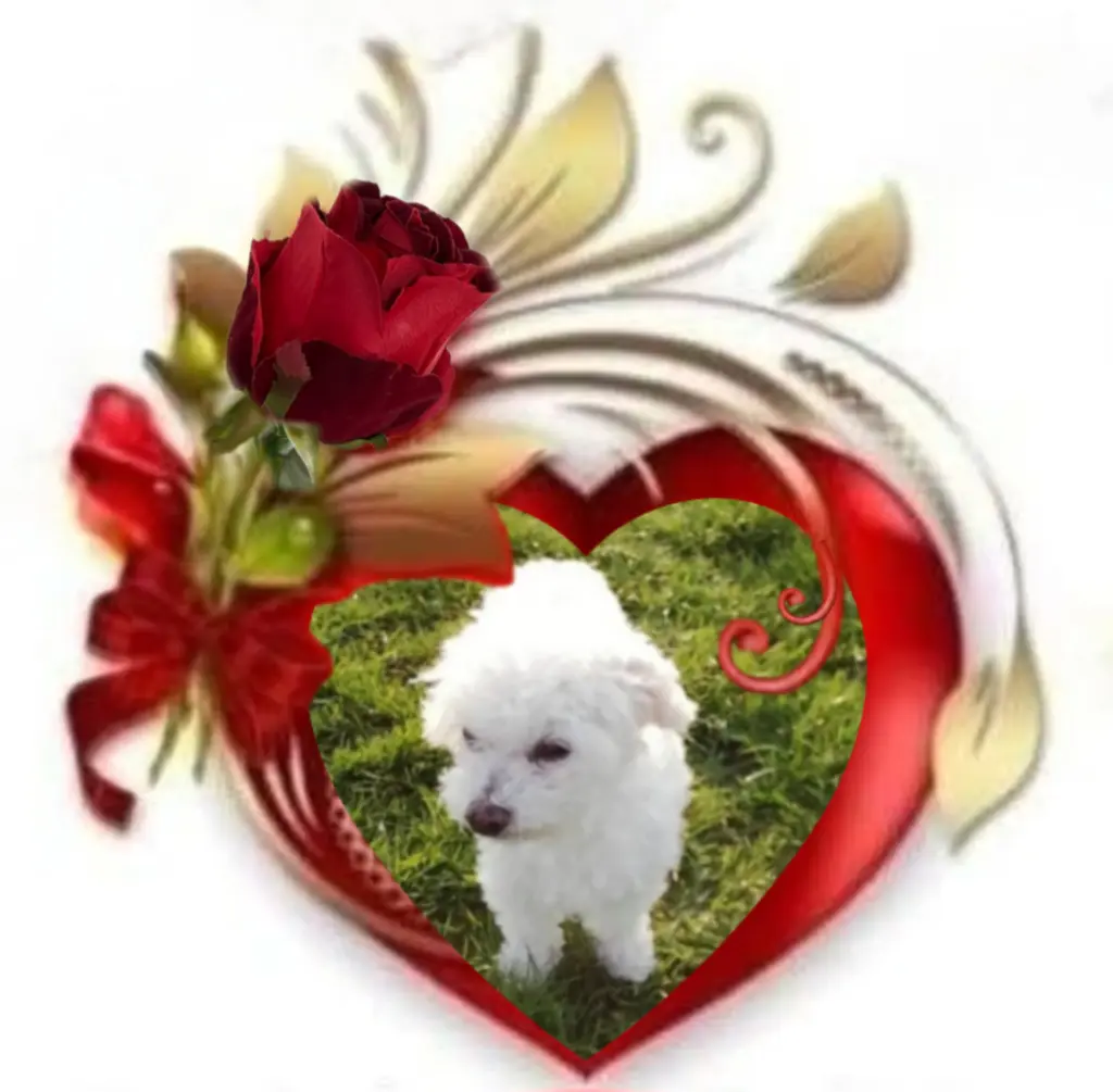 Condolence image of 🌹Snowy🌹 geliebt♥️ und unvergessen♥️