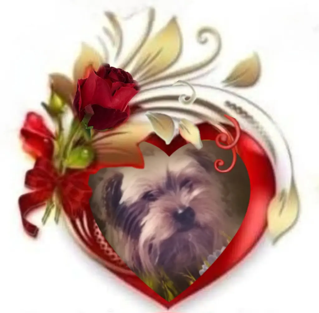 Condolence image of 🌹Micky🌹 geliebt♥️ und unvergessen♥️
