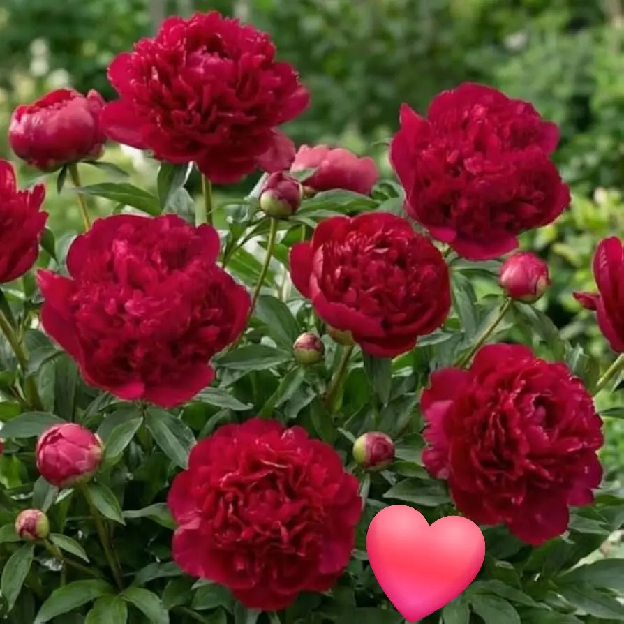 Condolence image of Melitta