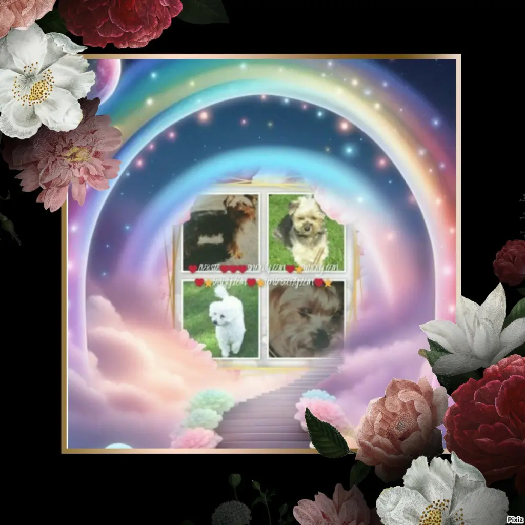 Condolence image of Tanja mit Timmy im 💖🐈🐾