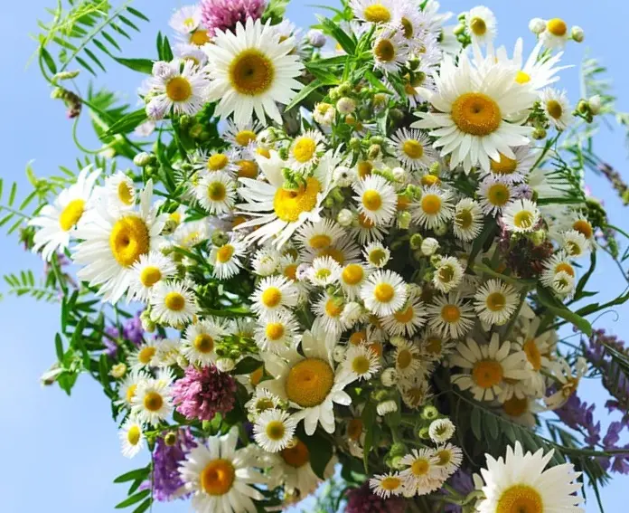 Condolence image of Cuddles