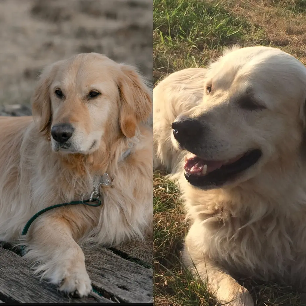 Condolence image of für Snowy ❤️❤️