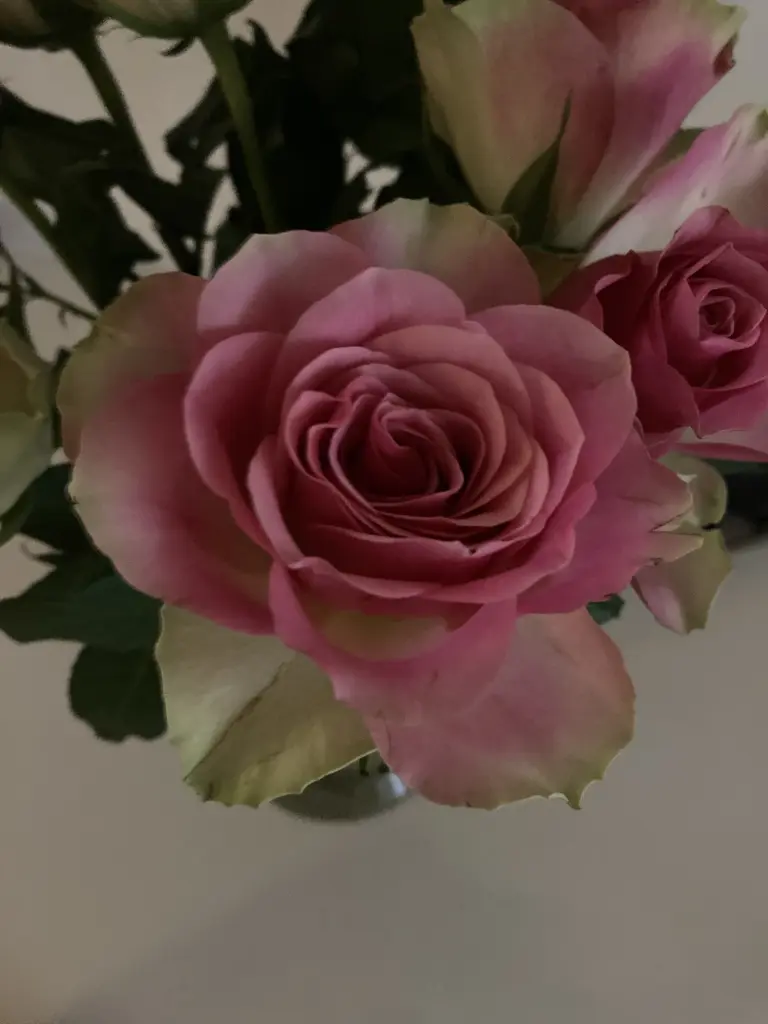 Condolence image of Sigrid