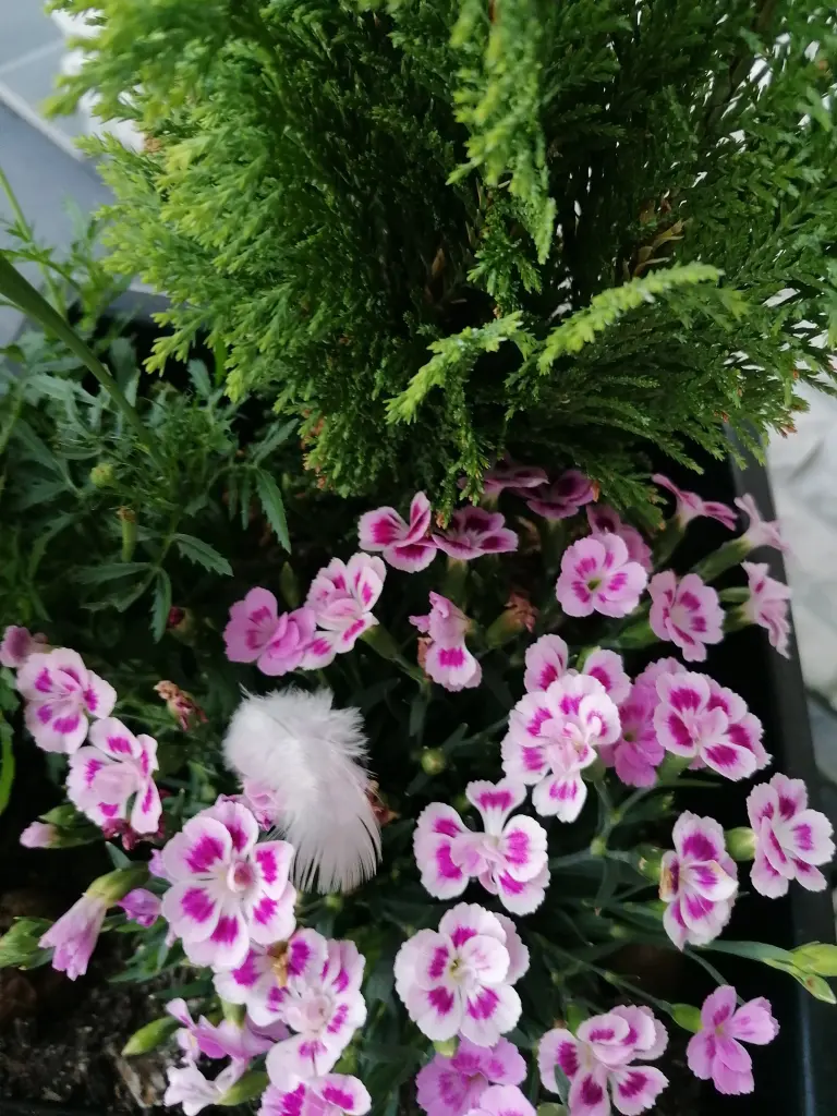 Condolence image of Still~Wortlos🕊️der Gruß✨♡tiefgründig ~spürbar♡ ✨
