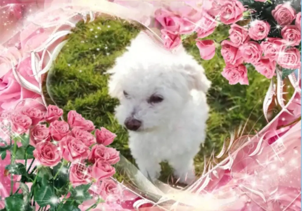 Condolence image of 🌹Snowy🌹 geliebt♥️ und unvergessen♥️