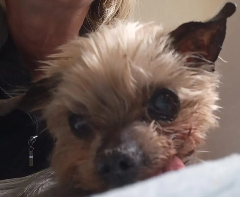 Condolence image of Kerstin ❤️ Snoopy